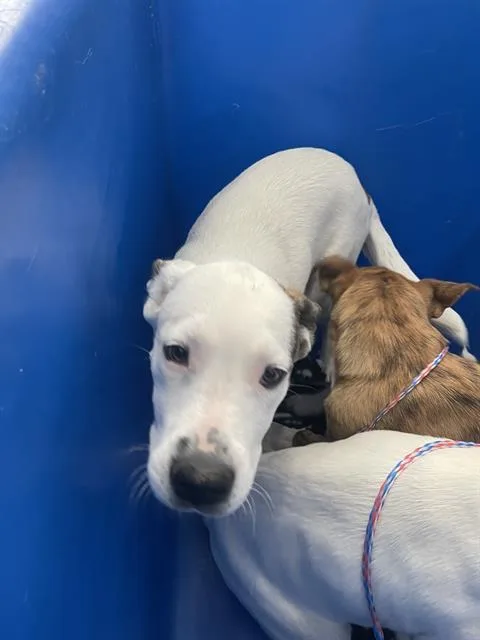 A baby large-sized female Mixed Breed dog named Chile for adoption in Dallas, TX