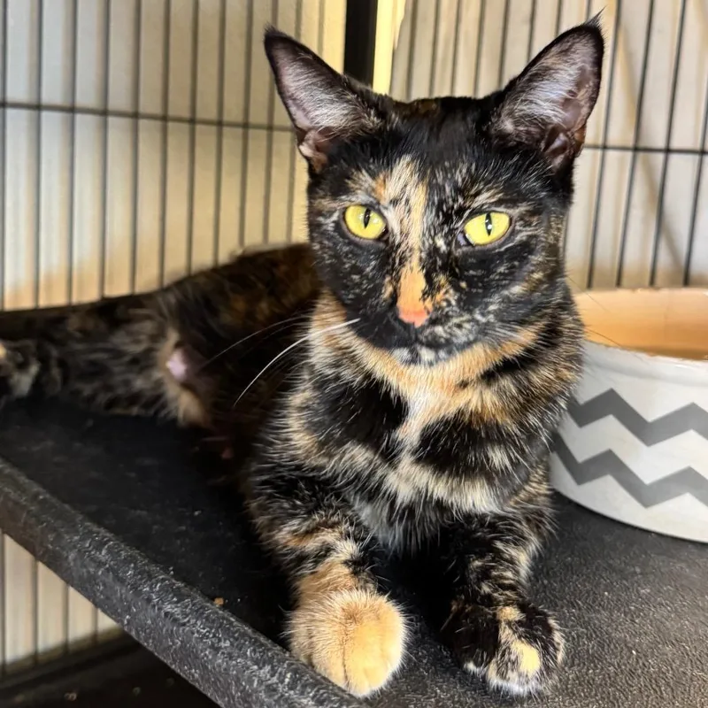 A young medium-sized female Domestic Short Hair cat named Honni for adoption in Saginaw, MI