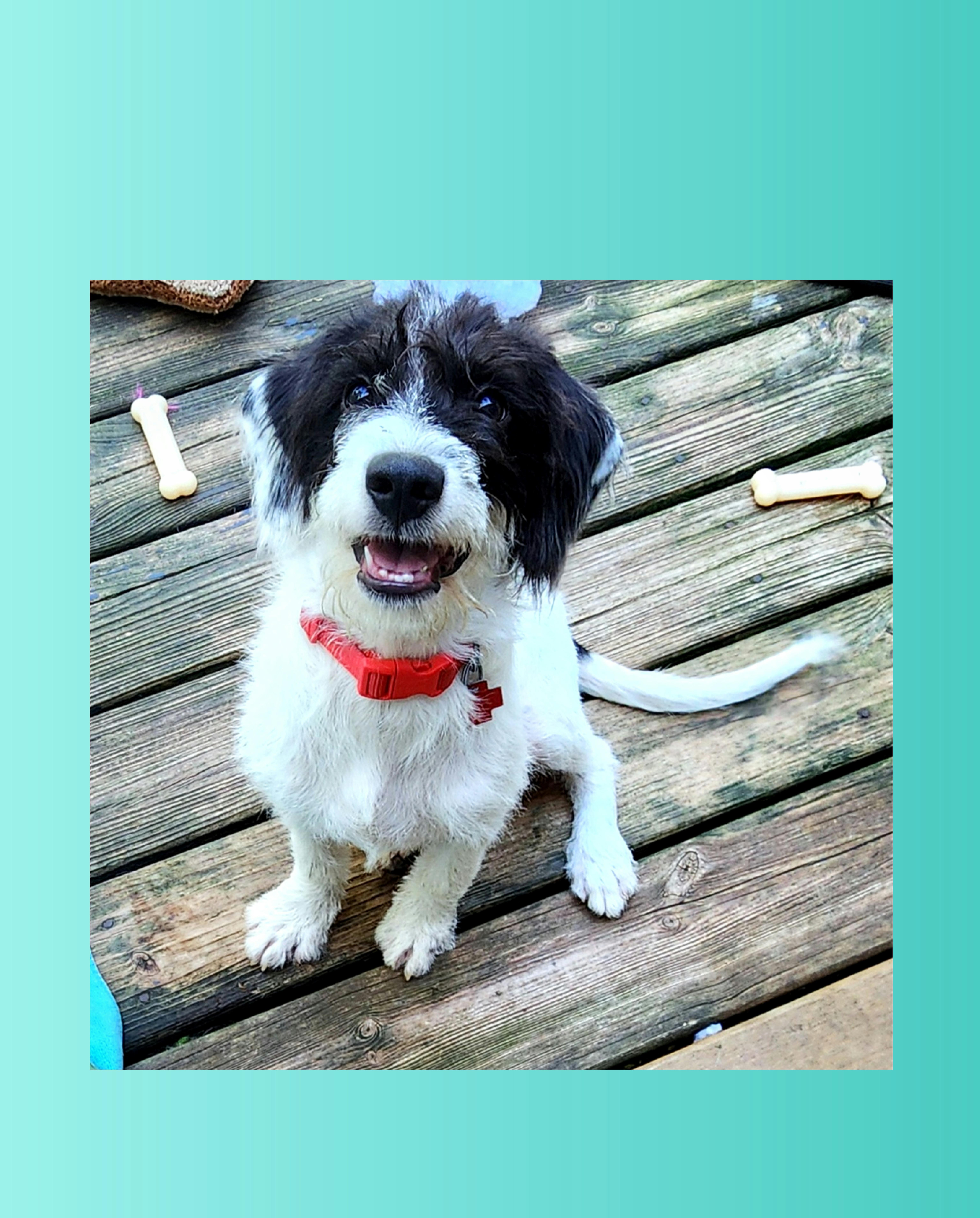 A baby large-sized male Labradoodle dog named Pluto for adoption in Lake Geneva, WI