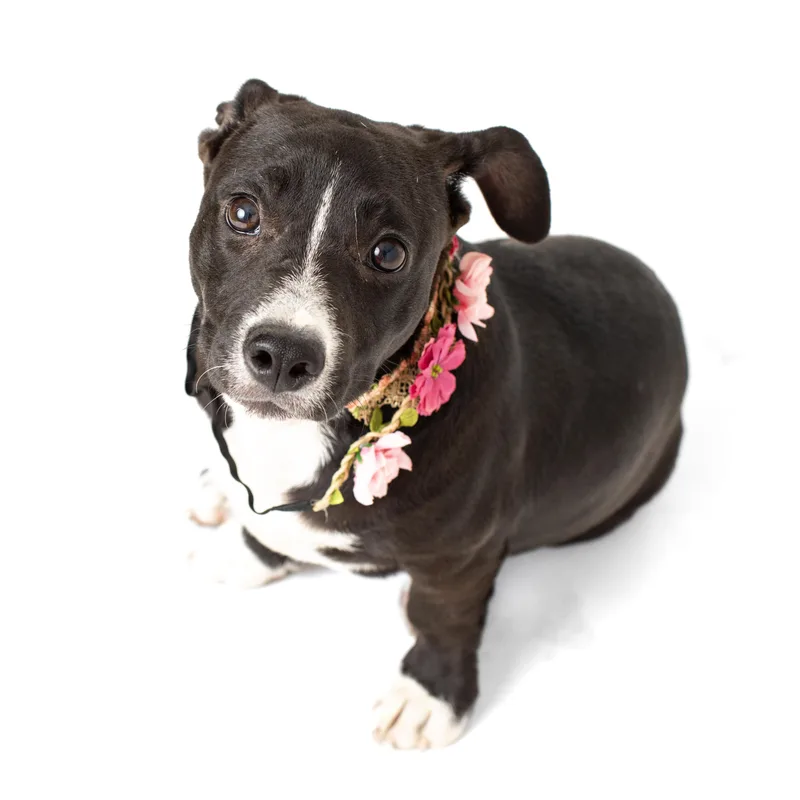 A baby medium-sized female Black Corgi dog named Binky Birthday for adoption in Andover, MA