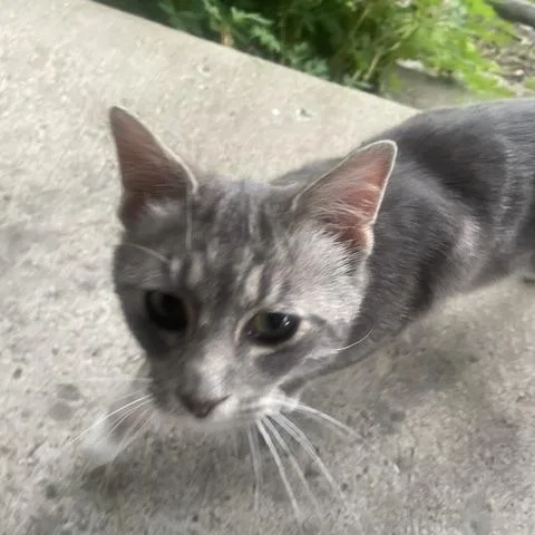 An adult medium-sized male Gray / Blue / Silver Domestic Short Hair cat named Leo C for adoption in Princeton, MN