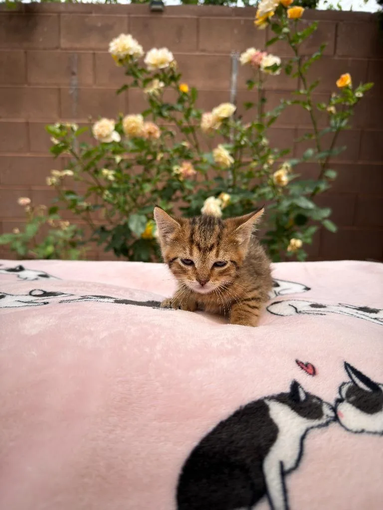 A baby small-sized male Domestic Short Hair cat named Sunkist for adoption in La Verkin, UT