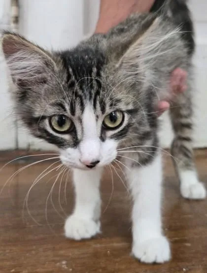 A young small-sized female Domestic Long Hair cat named Josette for adoption in River Ridge, LA