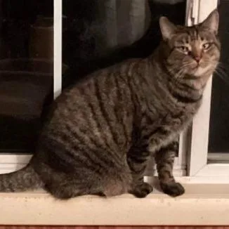 A baby medium-sized female Tabby cat named Aphrodite for adoption in Kenhorst, PA