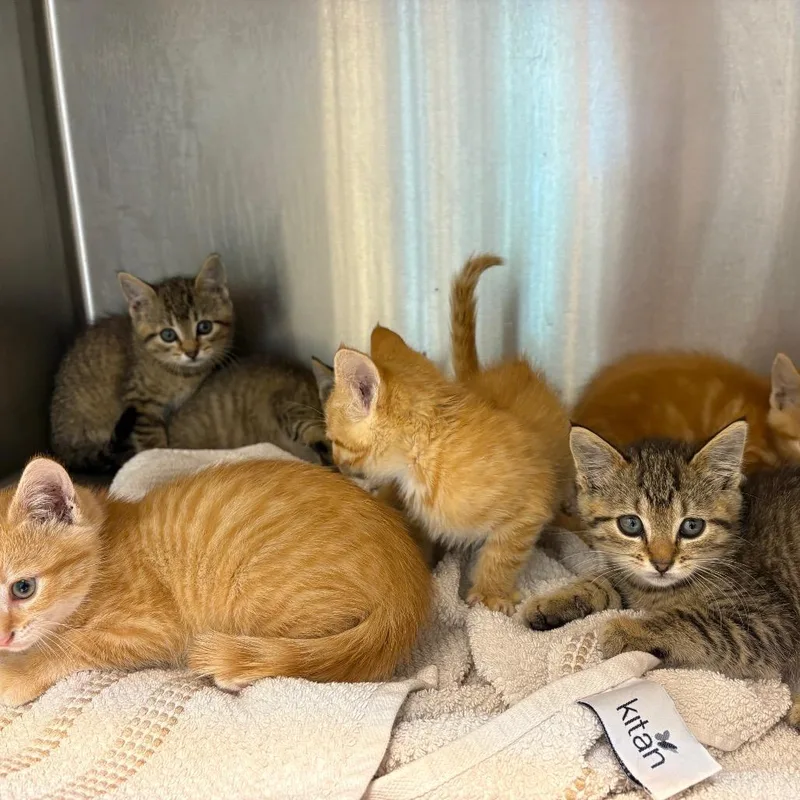 A baby small-sized male Brown / Chocolate Domestic Short Hair cat named Davie Jones for adoption in Englewood, FL
