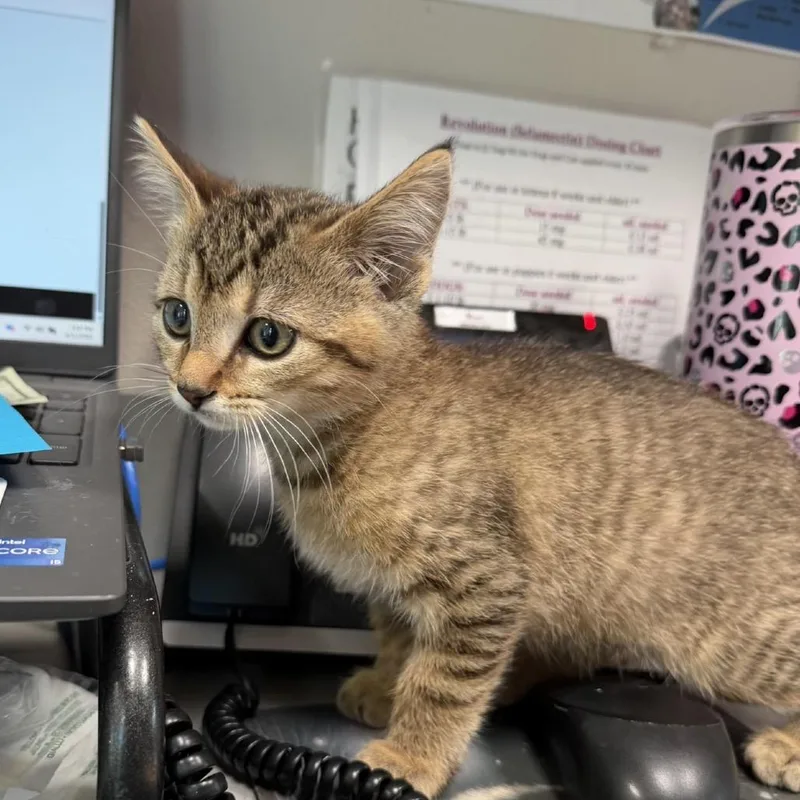 Davie Jones thumbnail 2