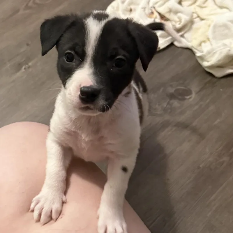 A baby small-sized female White / Cream Mixed Breed dog named Jasmine for adoption in Hamilton, GA