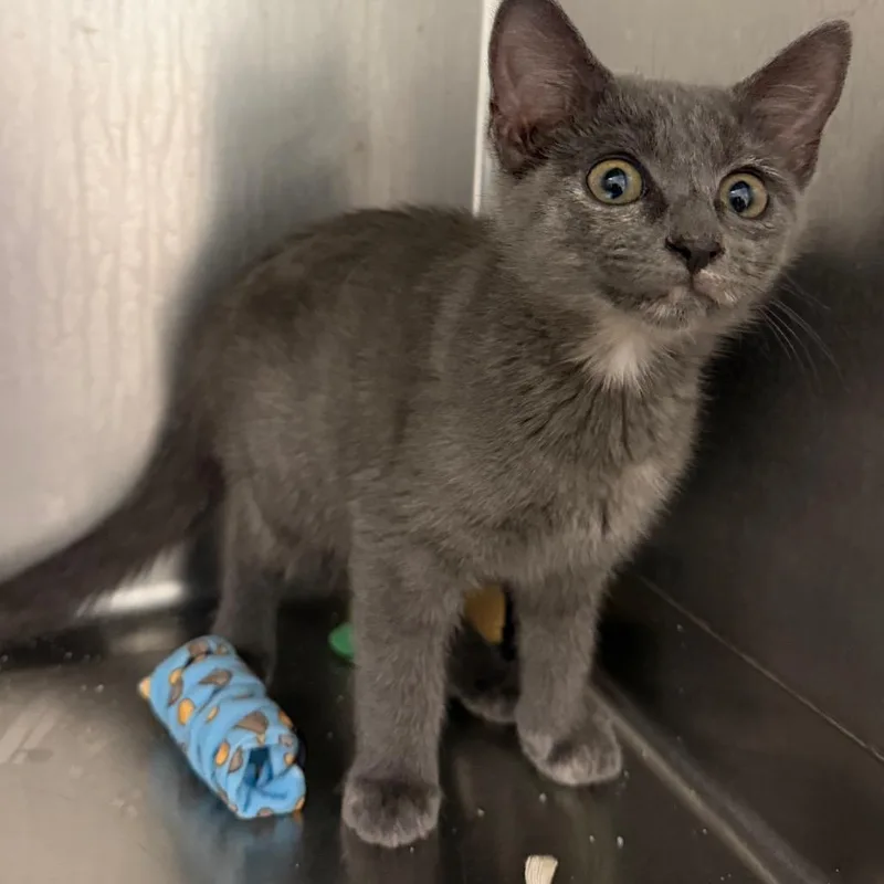 A baby small-sized female Gray / Blue / Silver Domestic Short Hair cat named Trout for adoption in Floresville, TX
