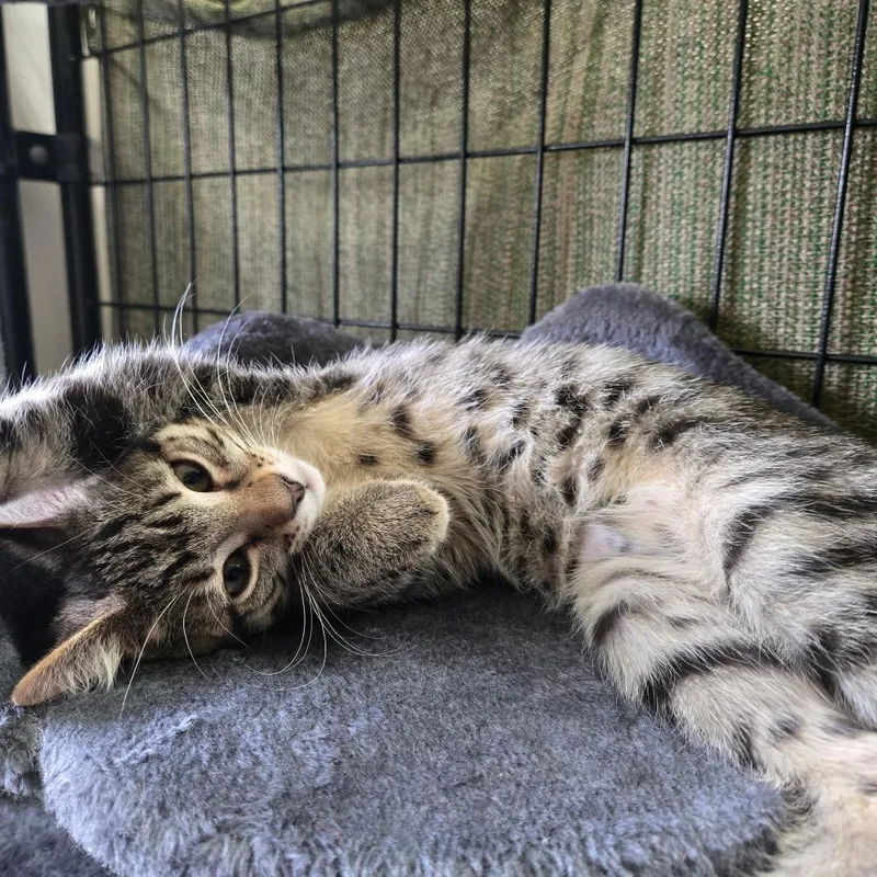 A baby small-sized male Black Domestic Short Hair cat named Cream Puff for adoption in Bismarck, ND