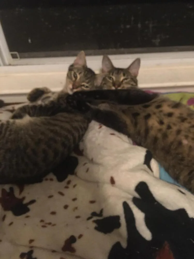 Lovey & Gillian thumbnail 4