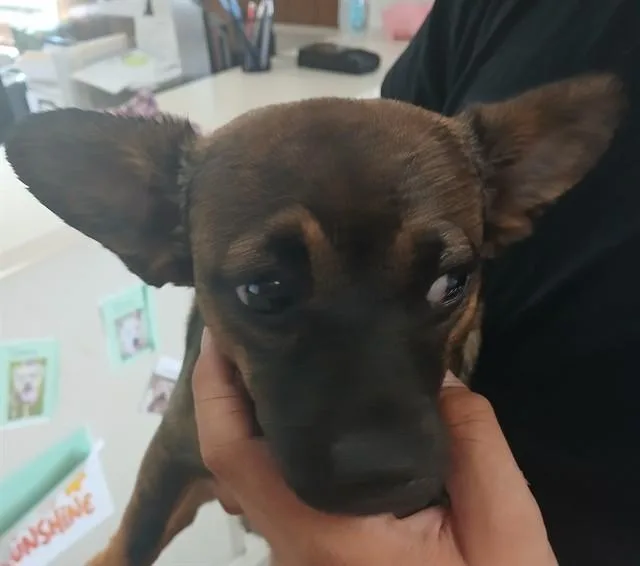 A young small-sized male Chihuahua dog named Denver for adoption in Lodi, CA