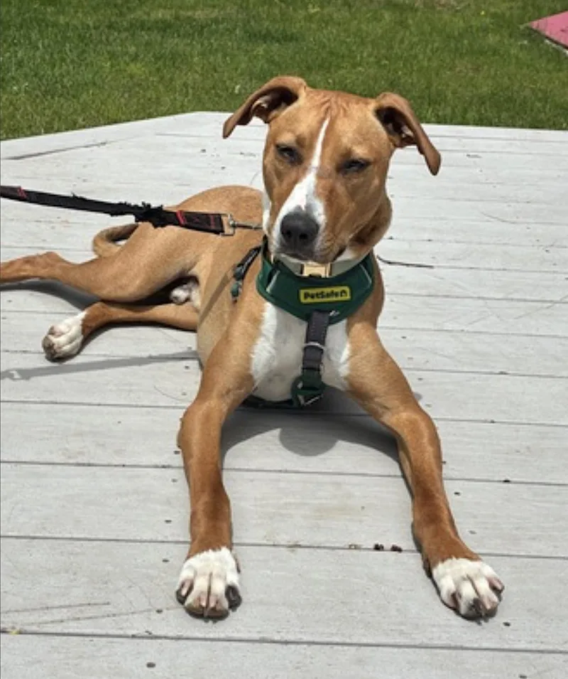 A young medium-sized male Golden Hound dog named Humphrey for adoption in Amherst, MA
