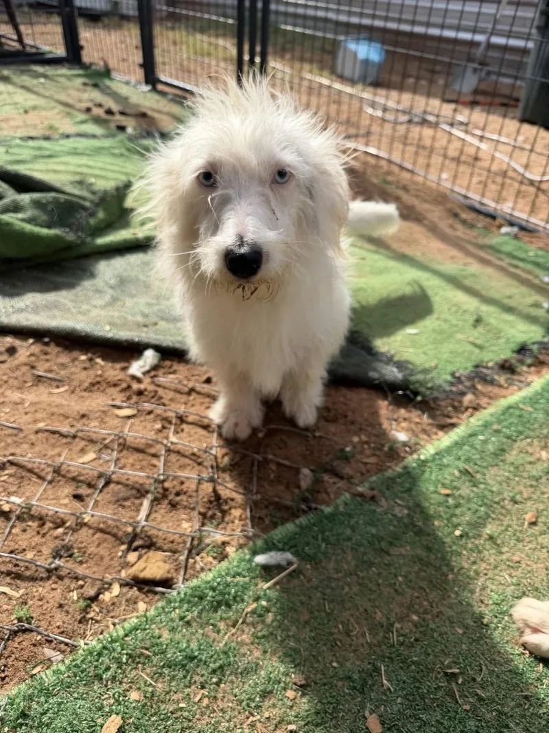An adult small-sized female Terrier dog named Latte for adoption in Uxbridge, MA