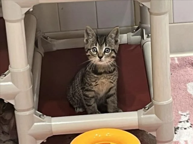 A baby small-sized male Domestic Short Hair cat named Maple for adoption in Chapel Hill, NC