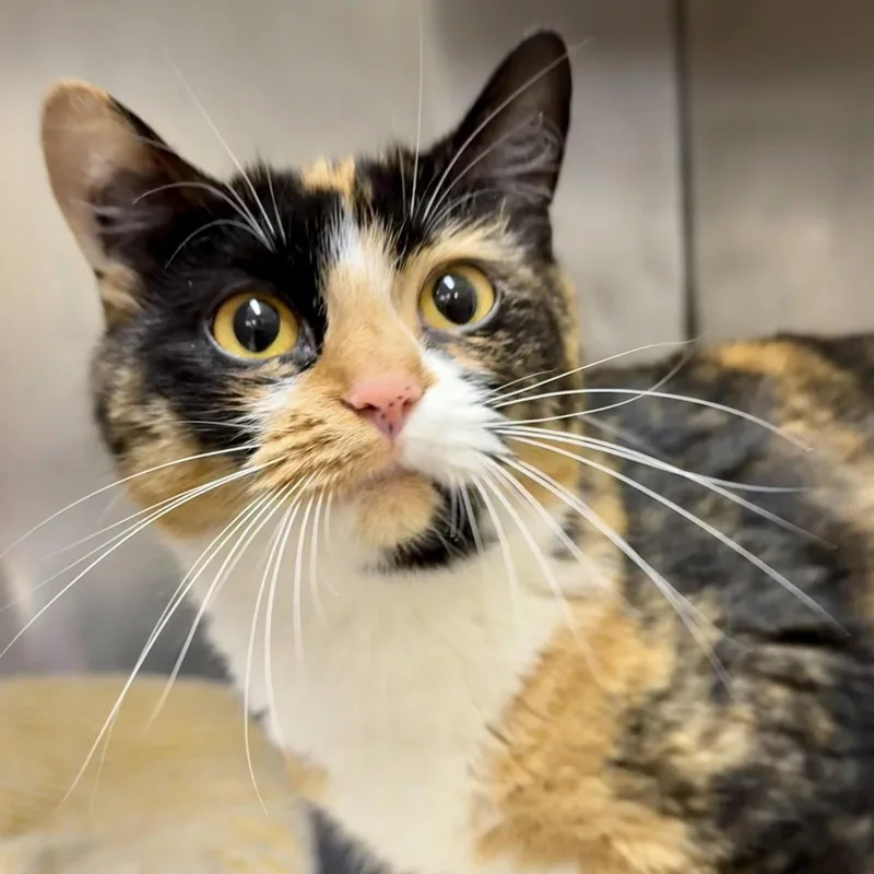 A young medium-sized female Calico cat named Callie for adoption in Winchendon, MA