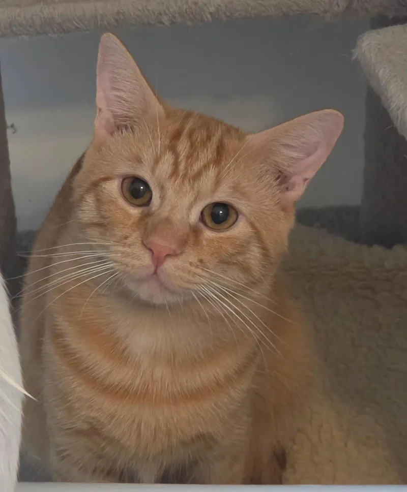 A young medium-sized male Orange / Red Domestic Short Hair cat named Jasper for adoption in Oviedo, FL