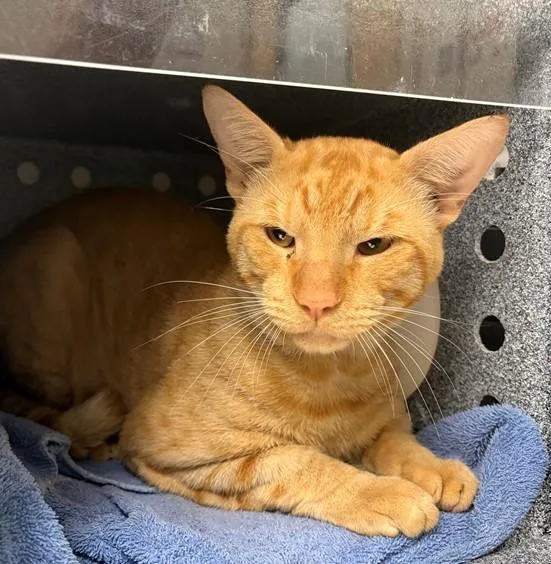 An adult medium-sized male Domestic Short Hair cat named Garfield for adoption in Naples, FL