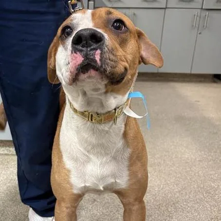 An adult large-sized male Yellow / Tan / Blond / Fawn Mixed Breed dog named Justin Bieber for adoption in Jacksonville, FL