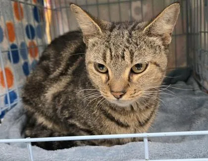 A baby small-sized female Domestic Short Hair cat named Gertrude for adoption in Gainesville, FL