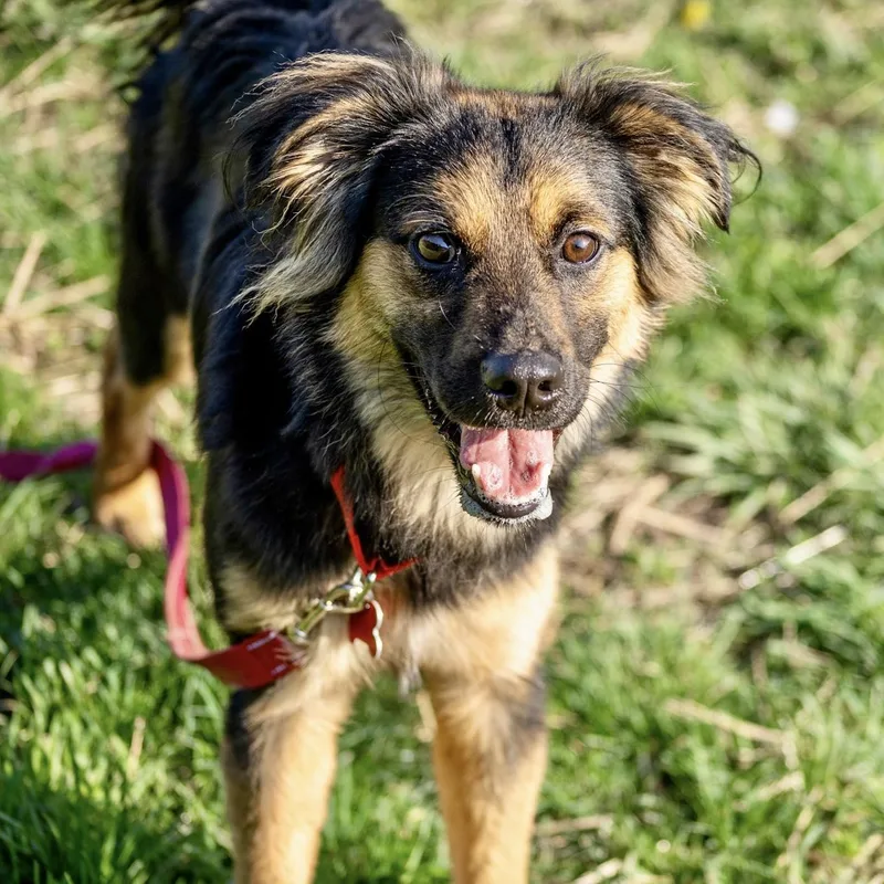 Boomhauer thumbnail 2