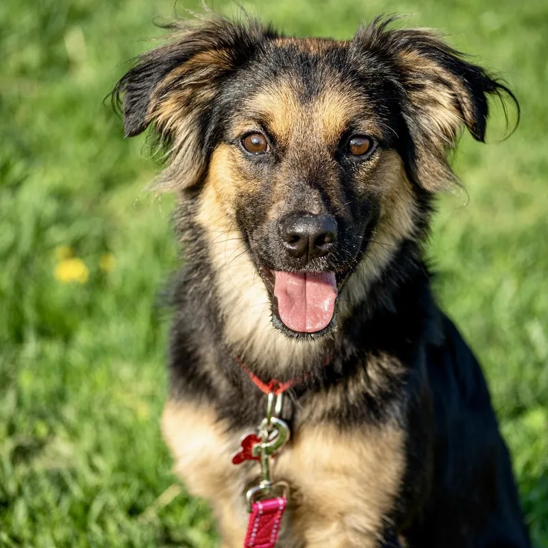 A young medium-sized male Shepherd dog named Boomhauer for adoption in Valparaiso, IN