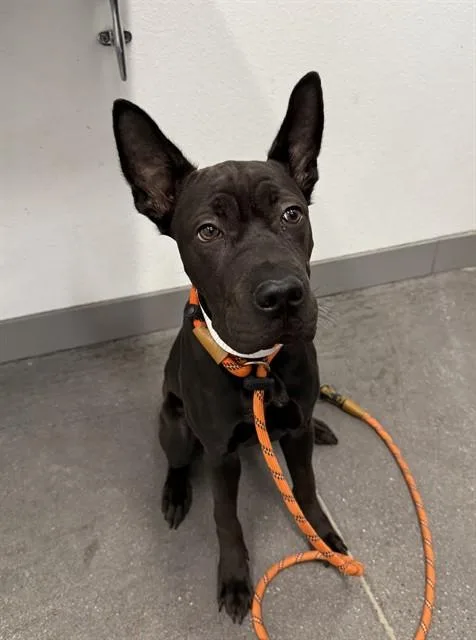 A young large-sized female Australian Kelpie dog named Yoko for adoption in Mesa, AZ