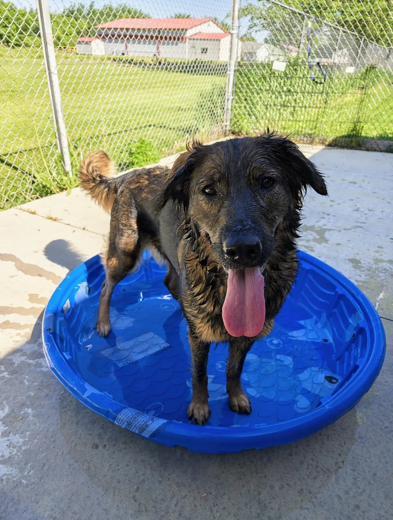 An adult medium-sized female Bicolor German Shepherd Dog dog named Maddie for adoption in Oconto, WI