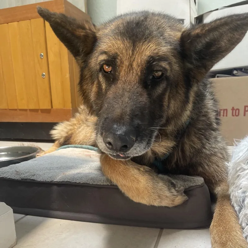 An adult large-sized male Yellow / Tan / Blond / Fawn German Shepherd Dog dog named Willie  Butler Campus for adoption in Flagstaff, AZ