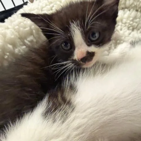 A baby small-sized male Black Domestic Short Hair cat named Aj for adoption in Los Angeles, CA