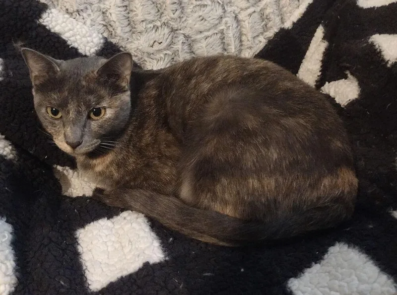 Easy Peasy thumbnail 3