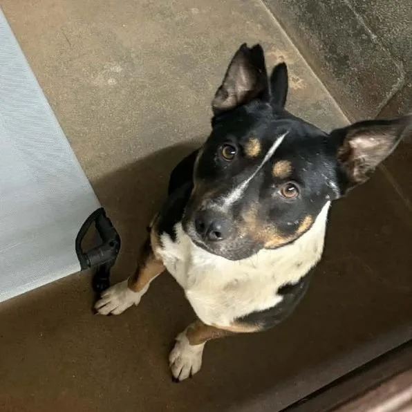 An adult medium-sized male Black American Staffordshire Terrier dog named Bubba for adoption in Stephenville, TX