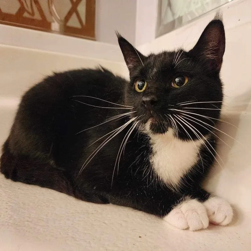 An adult medium-sized female Black & White / Tuxedo Tuxedo cat named Mayfly for adoption in Greensburg, PA