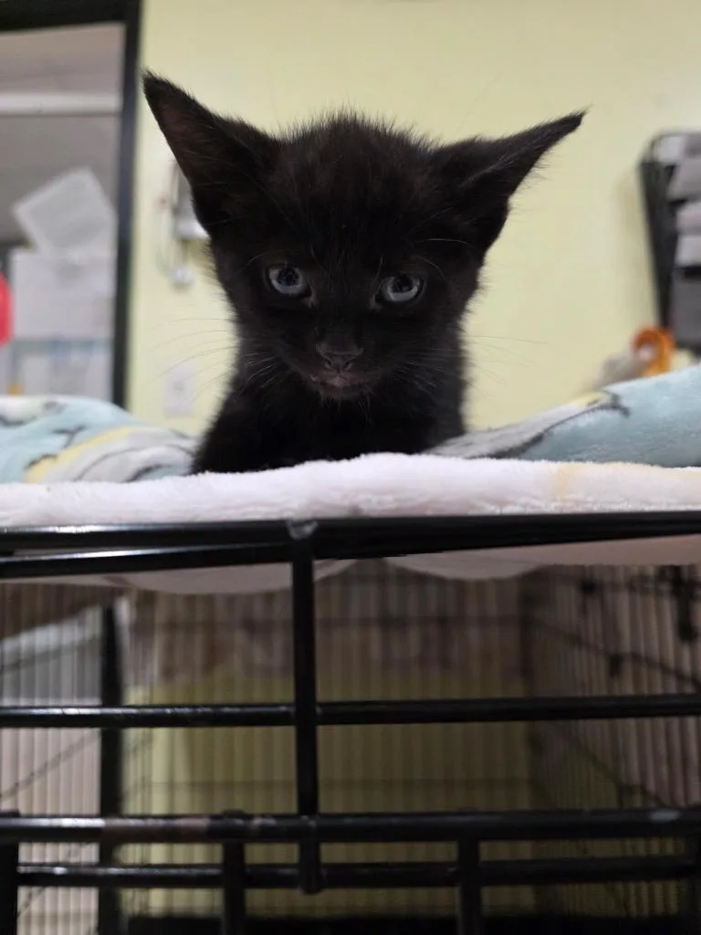 A baby small-sized male Domestic Short Hair cat named Sight for adoption in Meriden, CT