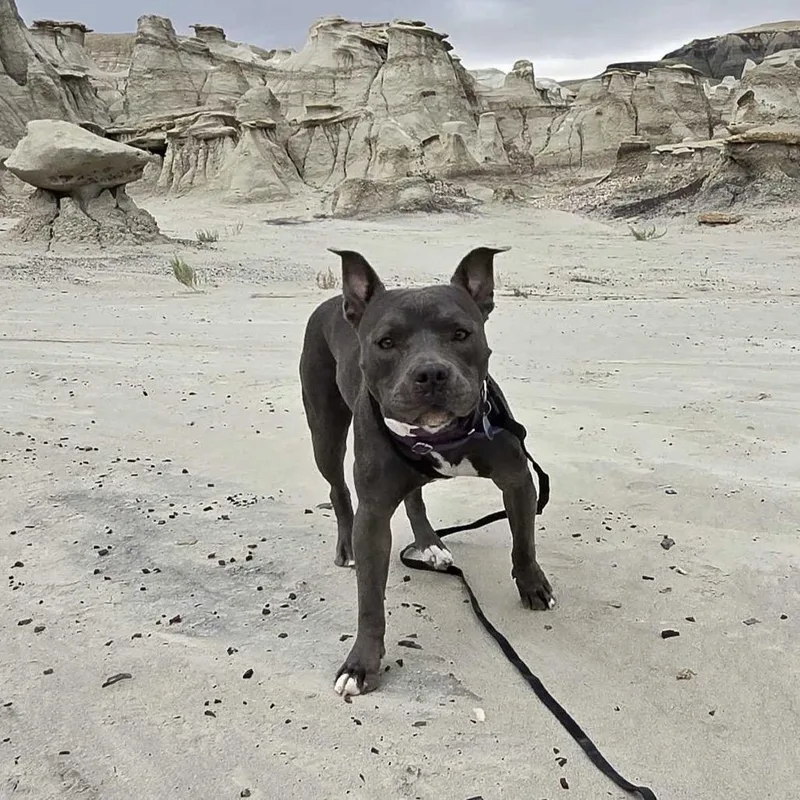 An adult medium-sized female Pit Bull Terrier dog named Ally for adoption in Durango, CO