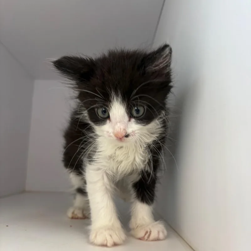 A baby small-sized female Black Domestic Short Hair cat named Kirsten for adoption in Kanab, UT