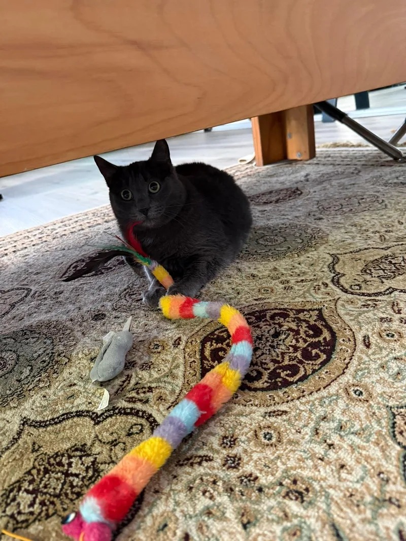 An adult extra large-sized male Black Bombay cat named Emmanuel for adoption in Beverly Hills, CA