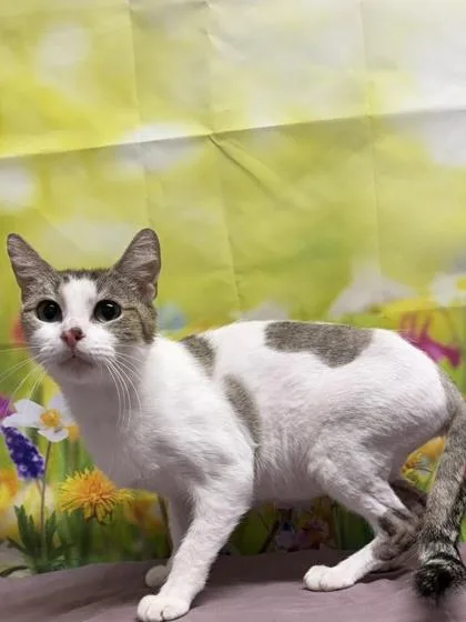 An adult medium-sized female Domestic Short Hair cat named Avalon for adoption in San Antonio, TX
