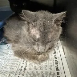 An adult small-sized male Gray / Blue / Silver Domestic Short Hair cat named Oliver for adoption in Shinnston, WV
