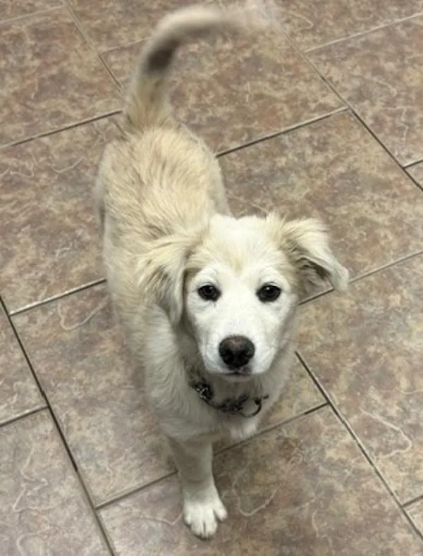A baby medium-sized female Australian Shepherd dog named Zucchini for adoption in Littleton, CO