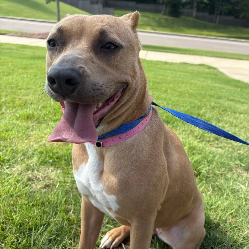 An adult medium-sized female Yellow / Tan / Blond / Fawn Mixed Breed dog named Nina for adoption in Memphis, TN