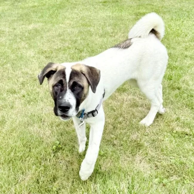 A young extra large-sized male White / Cream Akita dog named Ford for adoption in Rensselaer, NY