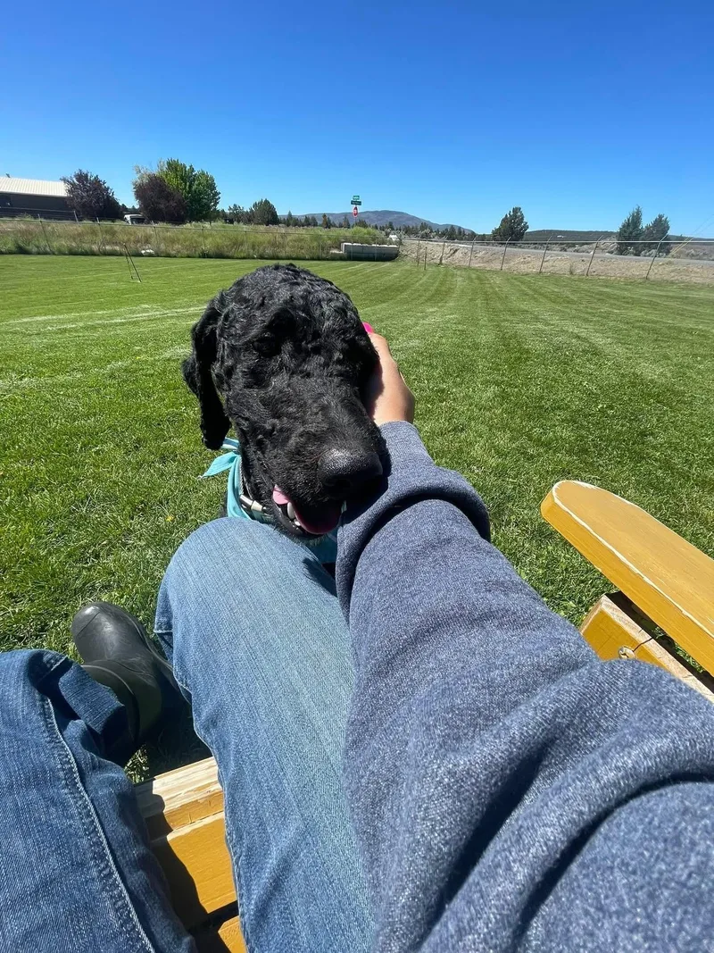 An adult medium-sized male Poodle dog named Joe for adoption in Prineville, OR