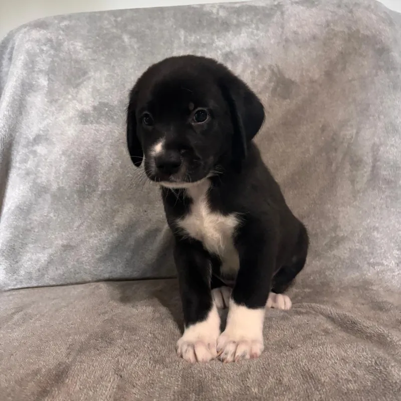 A baby small-sized female Pit Bull Terrier dog named Macchiato for adoption in West Jordan, UT