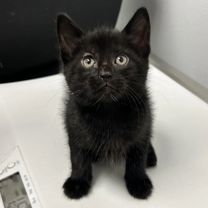 A baby small-sized male Black Domestic Short Hair cat named Sirius for adoption in Abilene, TX
