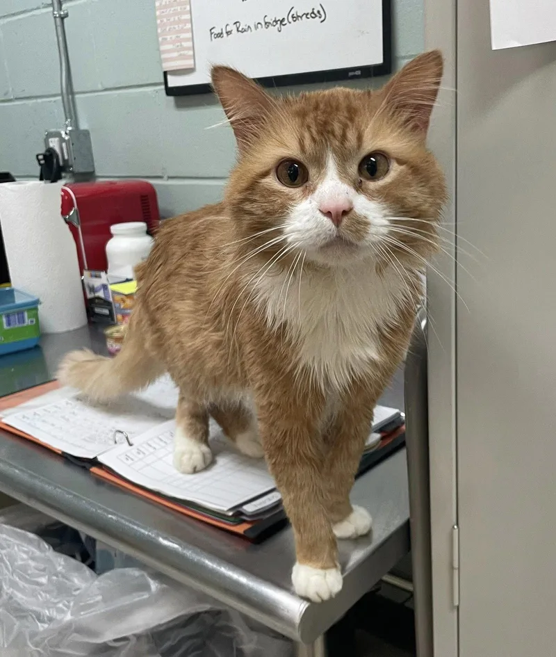 An adult medium-sized male Orange & White Domestic Long Hair cat named Scruffy for adoption in Salem, MA