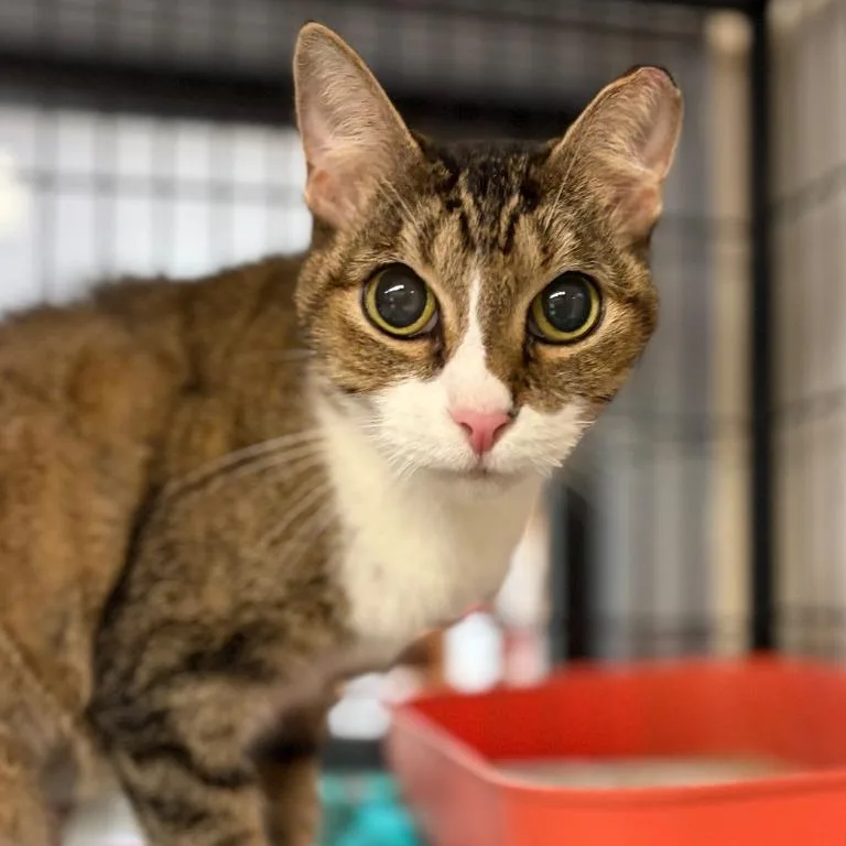 An adult medium-sized female Brown / Chocolate Domestic Short Hair cat named Kittana for adoption in Austin, TX
