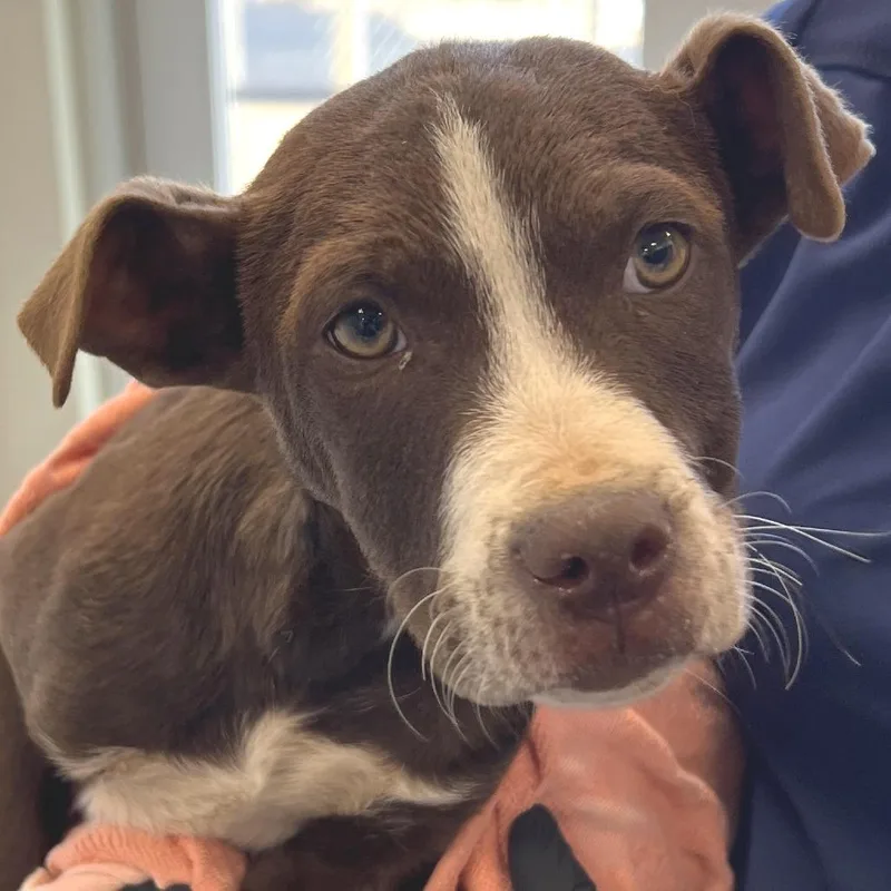 A baby small-sized male Brown / Chocolate Mixed Breed dog named Alvin for adoption in Las Cruces, NM