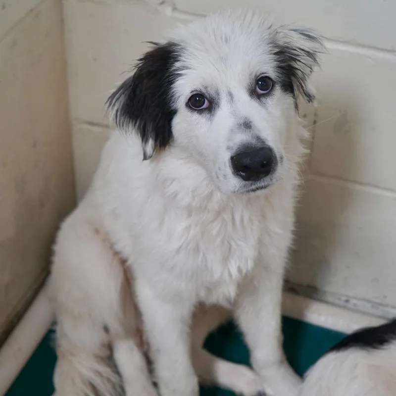 A baby medium-sized male Collie dog named Gomez for adoption in Tuscaloosa, AL