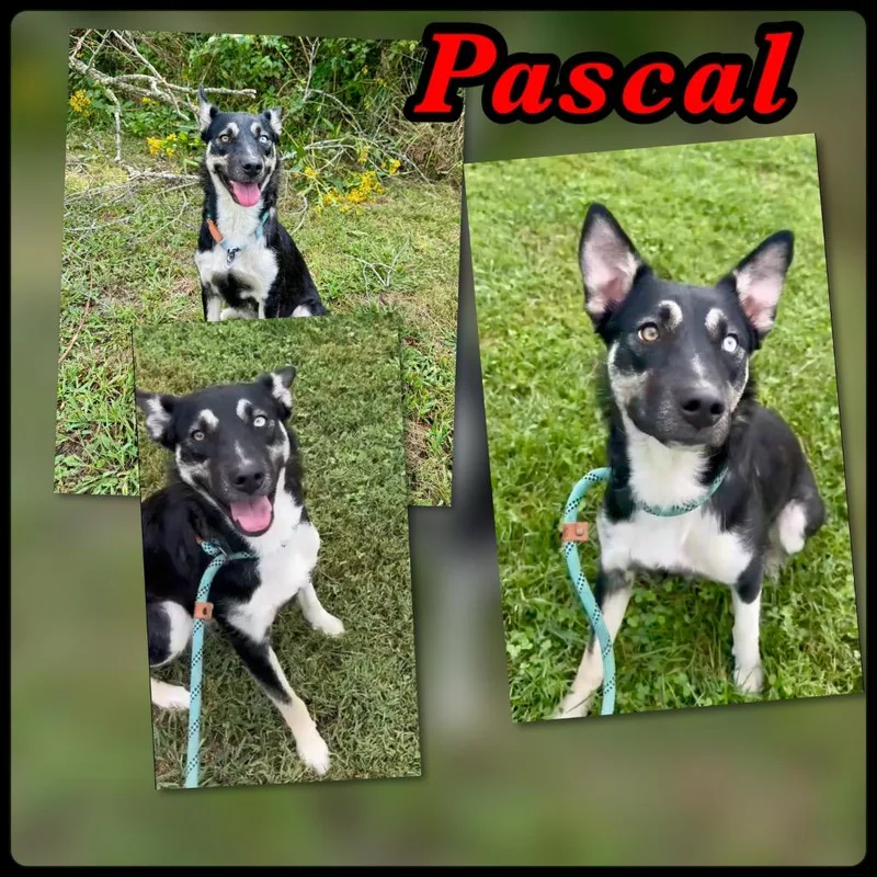 A young large-sized female Husky dog named Pascal for adoption in Blountville, TN