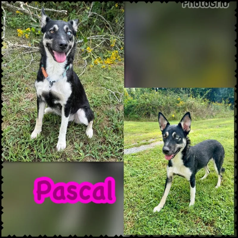 Pascal thumbnail 2